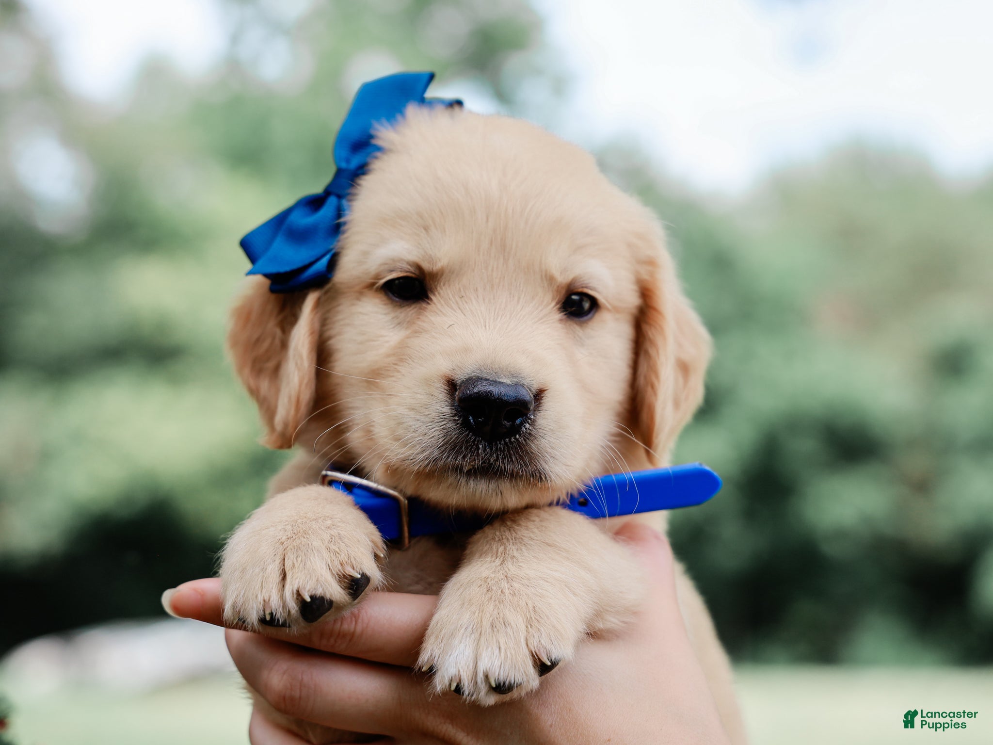 Golden Retriever dogs Adair AKC Golden Retriever Pup - Ad 1
