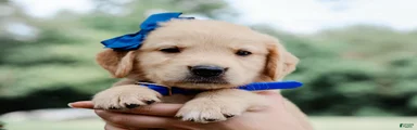 Adair AKC Golden Retriever Pup