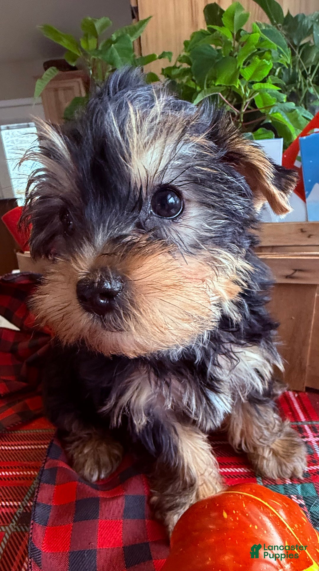 Yorkiepoo dogs for sale: Yorkiepoo Puppy 1 wilson - Ad 6