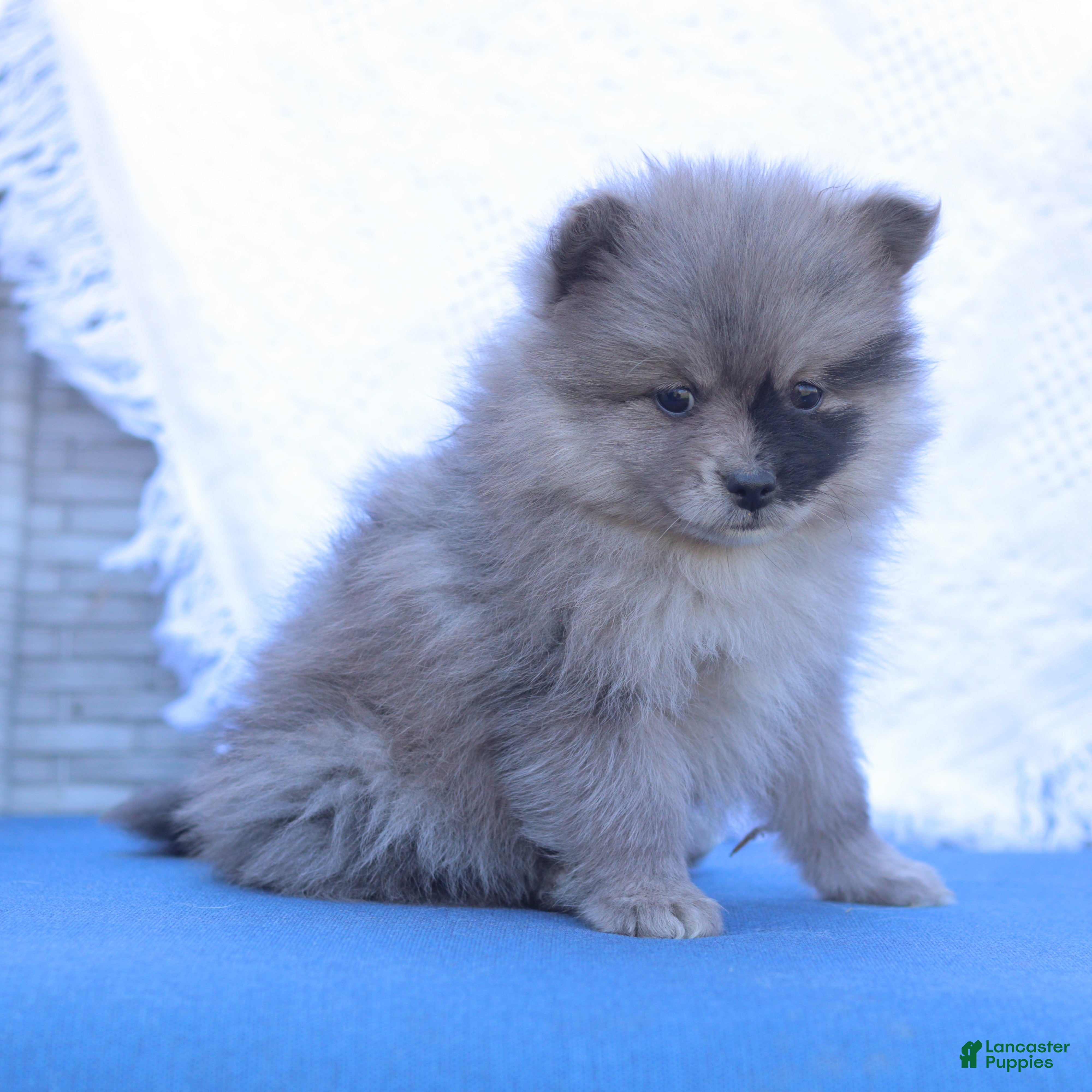 Pomeranian dogs Ava - Ad 2