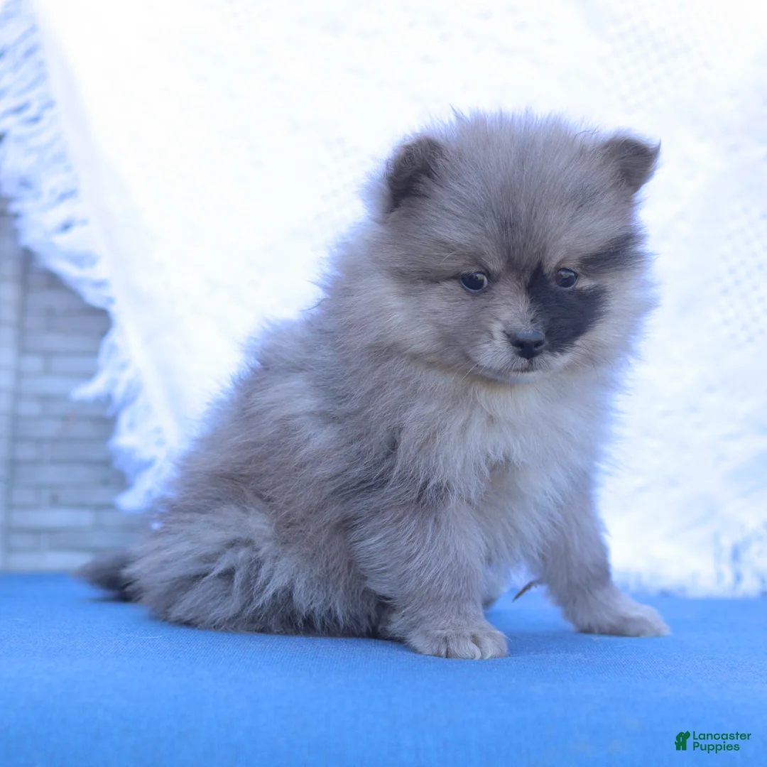 Pomeranian dogs for sale: Ava - Ad 2
