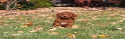 Cavapoo dogs for sale: Pearl - Ad 25