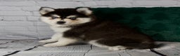 Pomsky dogs for sale: Gina - Ad 6