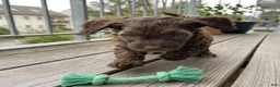 Cockapoo dogs for sale: Micha - Ad 6
