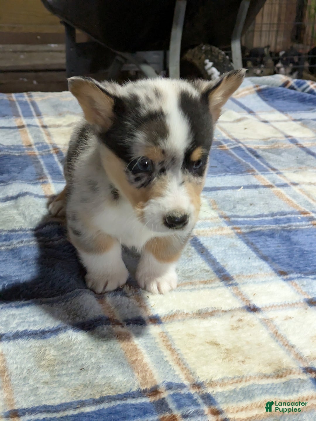 Welsh Corgi Pembroke dogs for sale: Spencer - Ad 1
