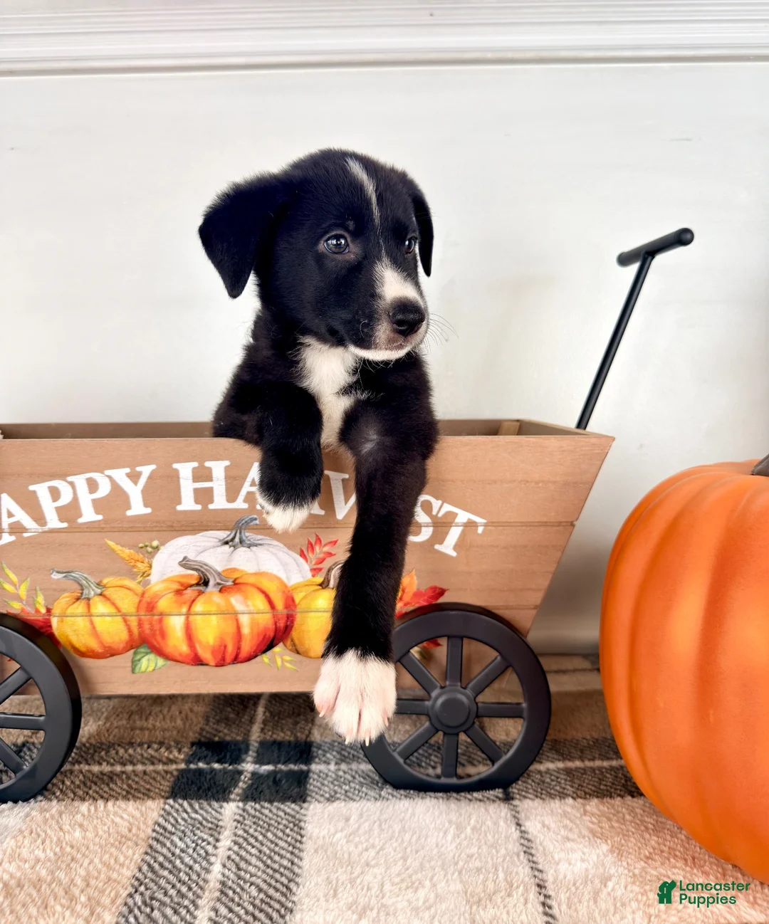 Border Collie dogs for sale: Harvest - Ad 5