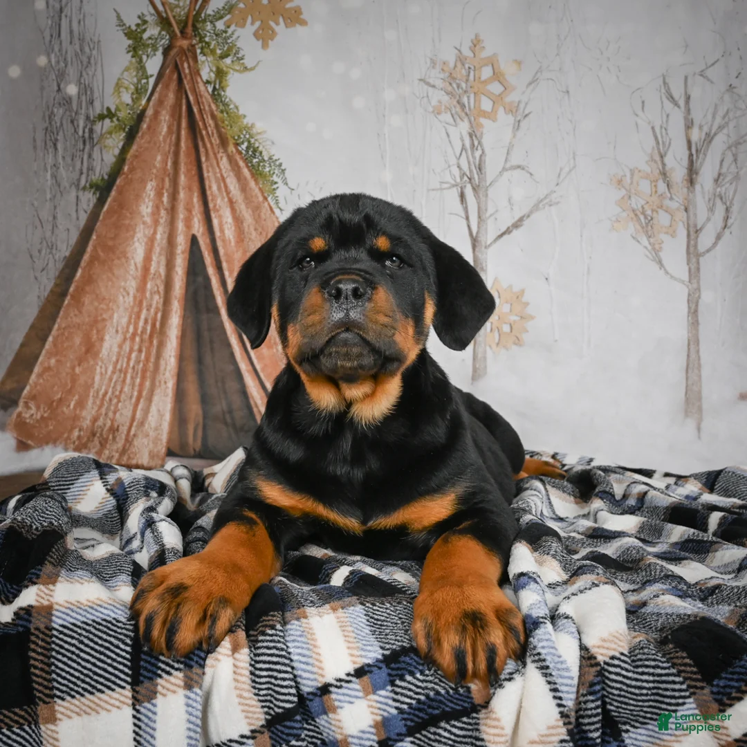 Rottweiler dogs for sale: Tara/ Mocha – Santos Ad-Dirah - Ad 7