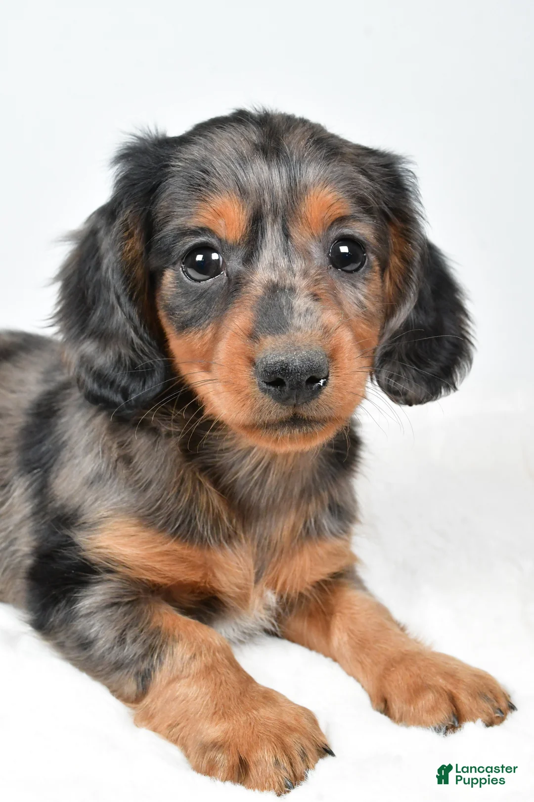 Dachshund dogs for sale: Sammy - Ad 8