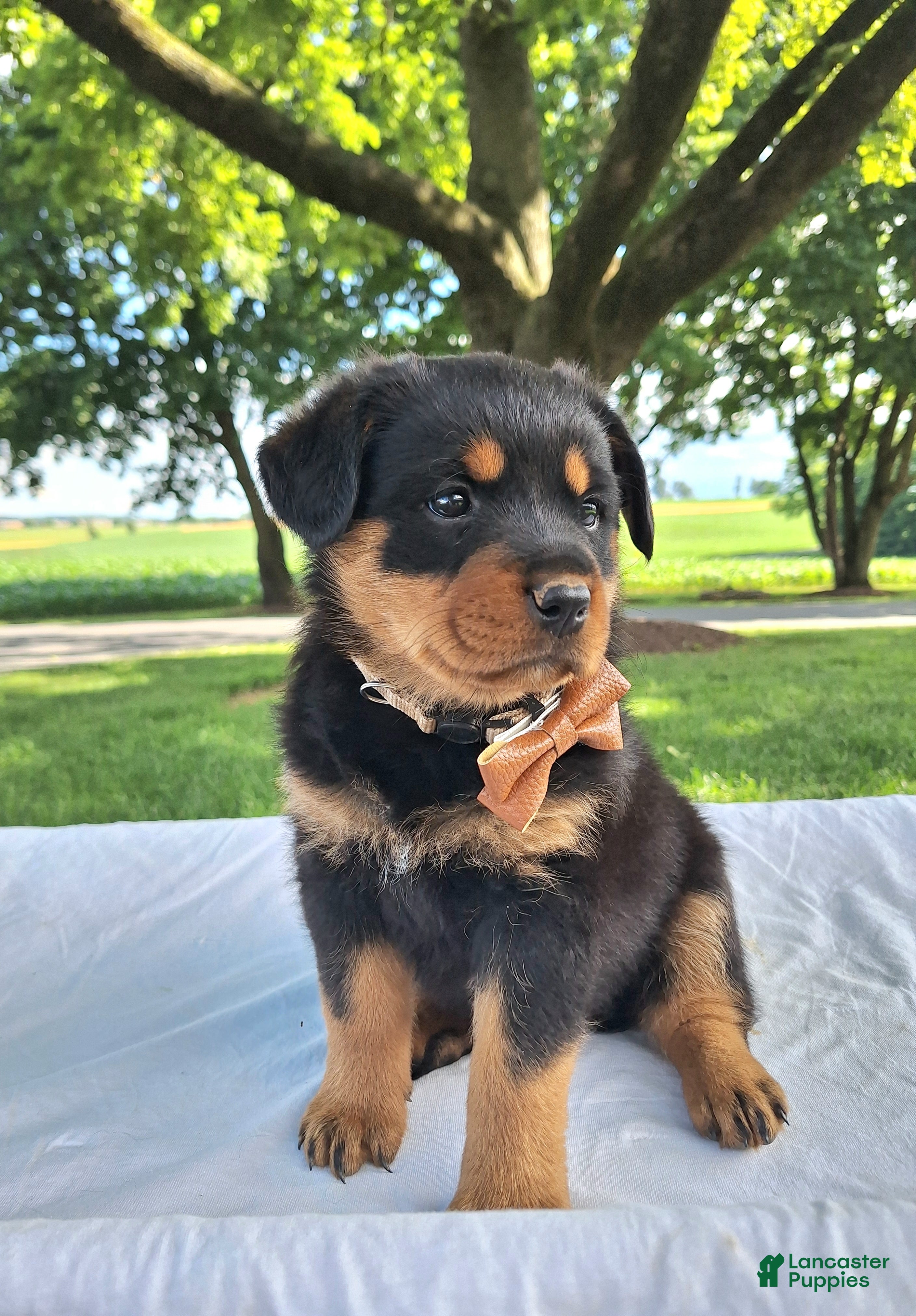 Rottweiler dogs Abigail - Ad 1