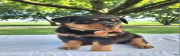 Rottweiler dogs for sale: Abigail - Ad 1