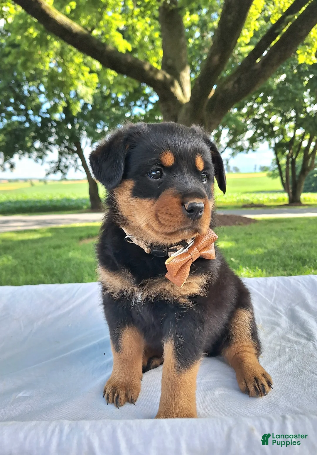 Rottweiler dogs for sale: Abigail - Ad 1