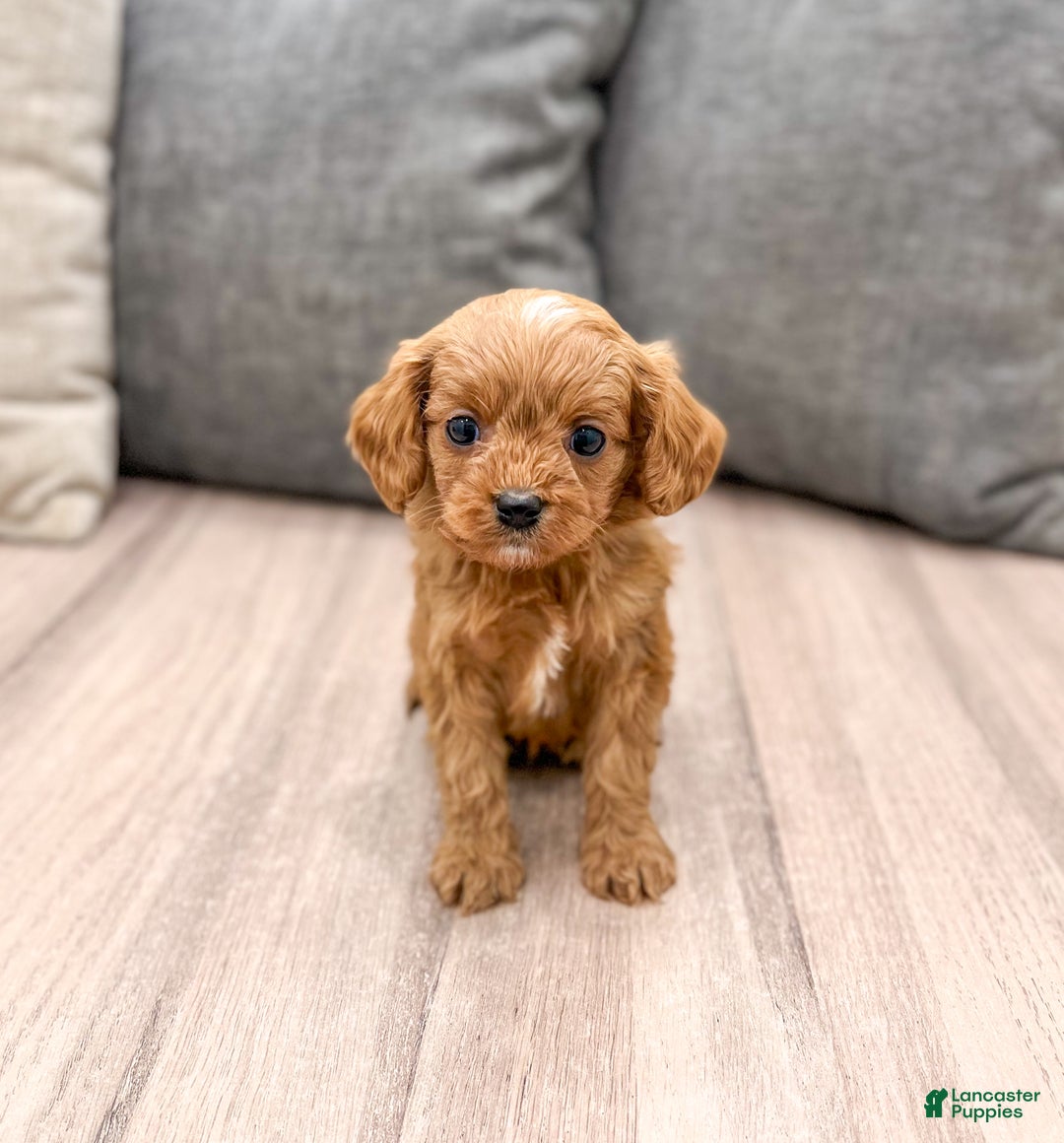 Cavapoo dogs for sale: Jerry - Ad 1
