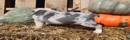 Mixed Breed dogs for sale: Nash - Ad 7