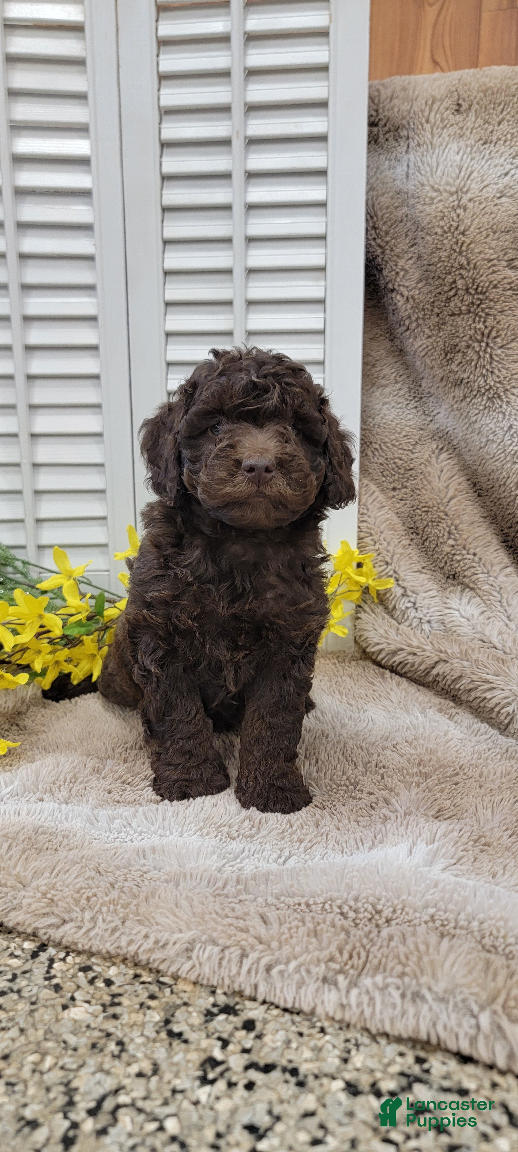 Cockapoo dogs Jenn - Ad 2