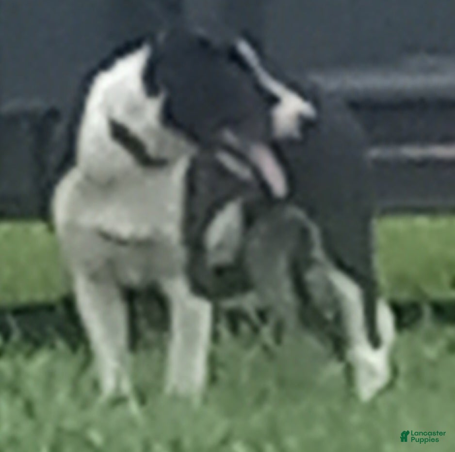 Border Collie dogs Spotify - Ad 2