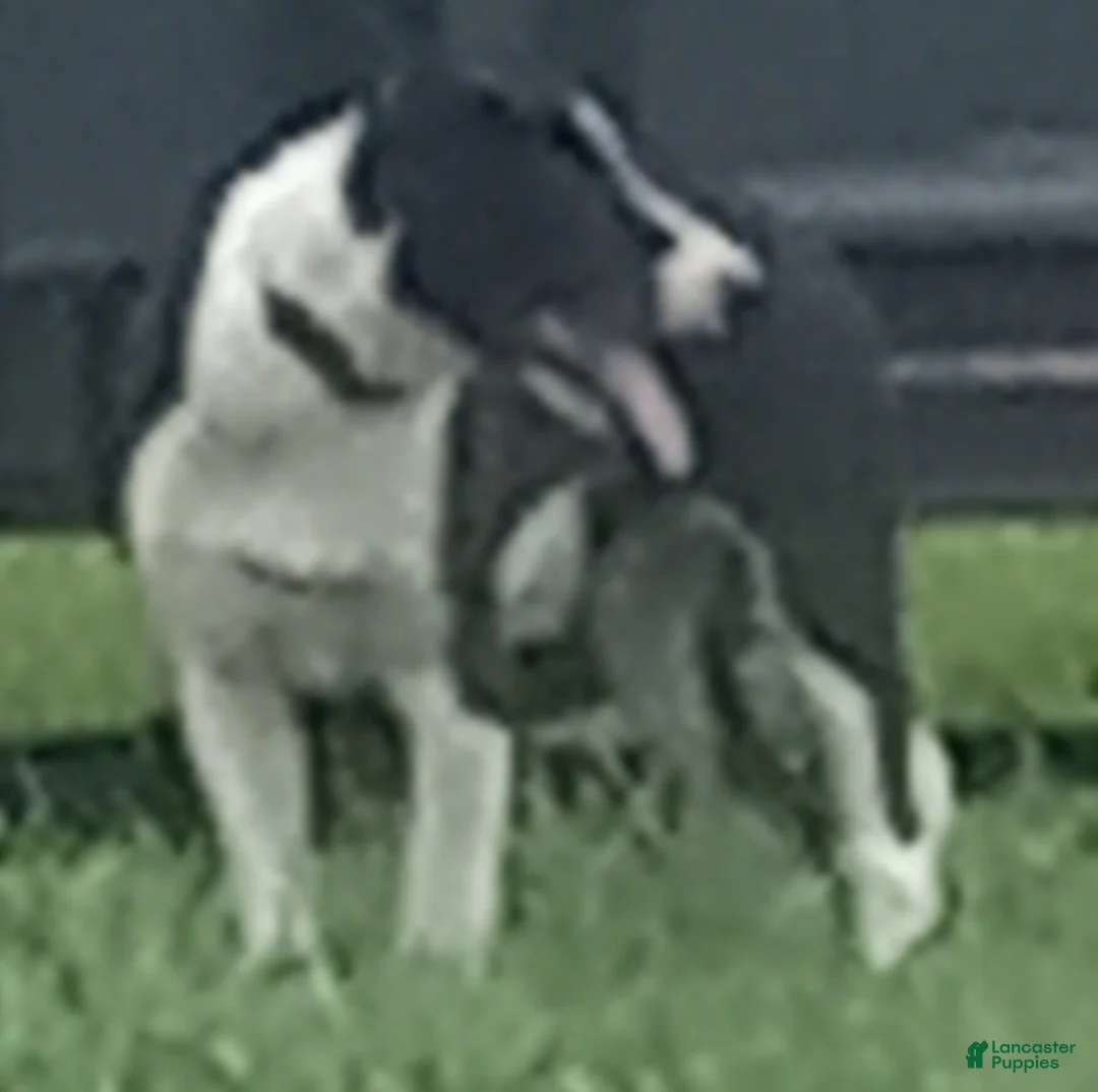 Border Collie dogs for sale: Spotify - Ad 2
