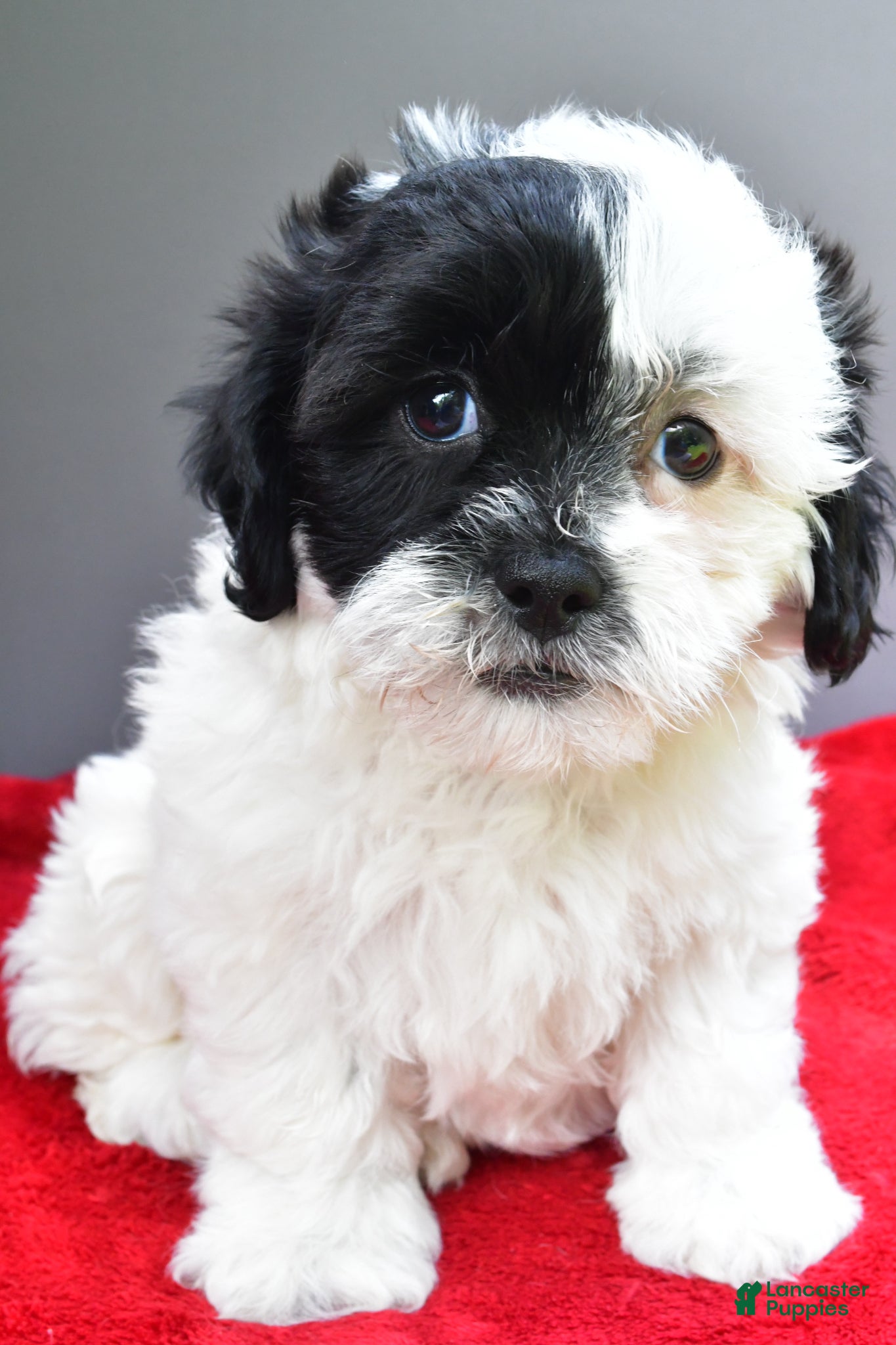 Teddy Bear dogs Bella - Ad 1