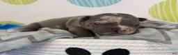 Frenchton dogs for sale: Rocco-DNA OFA  - Ad 10