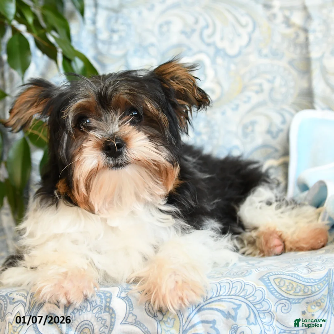 Yorkshire Terrier dogs for sale: Domino - Ad 4