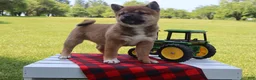 Shiba Inu dogs for sale: Blayne - Ad 5