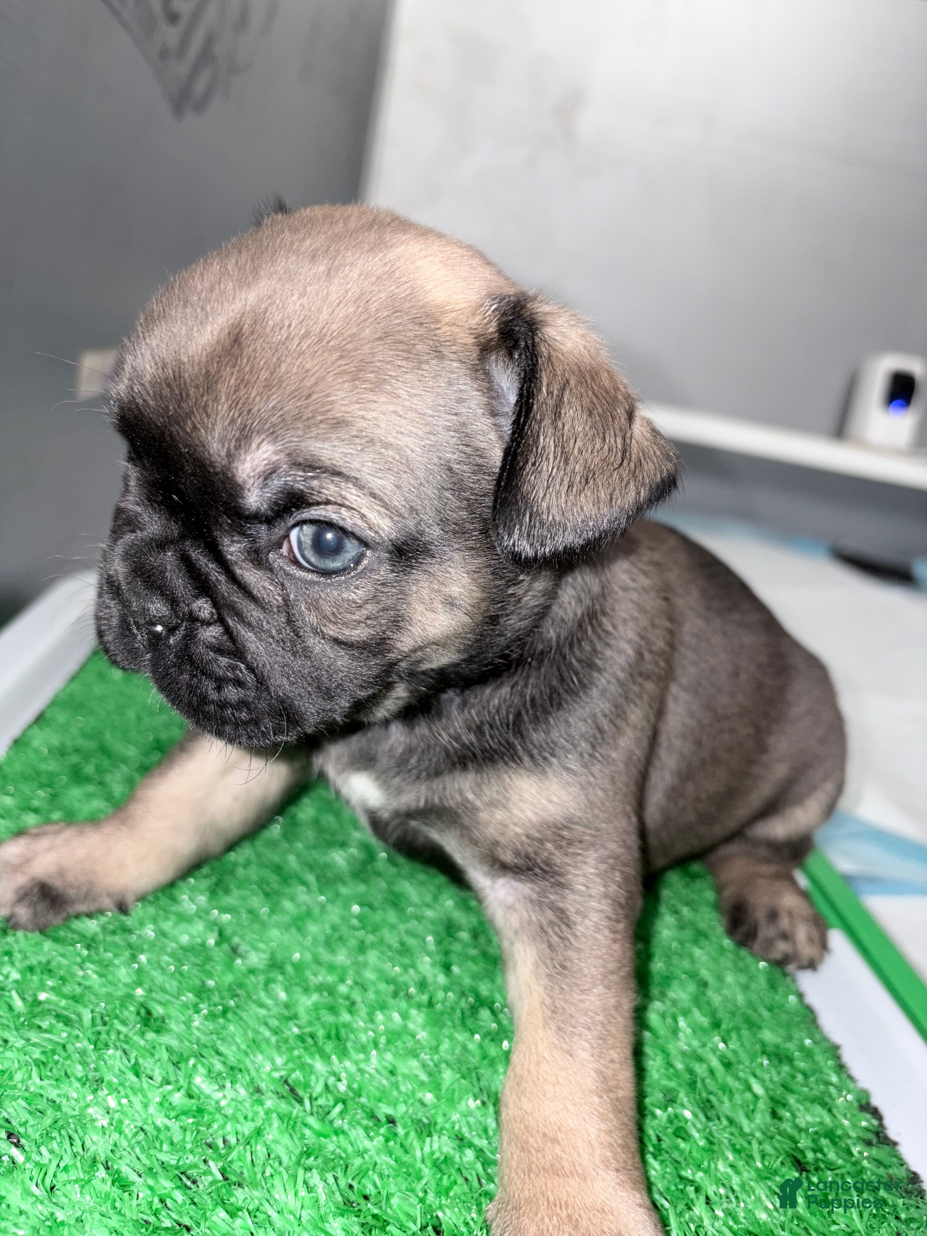 French Bulldog dogs French Bulldog  - Ad 6