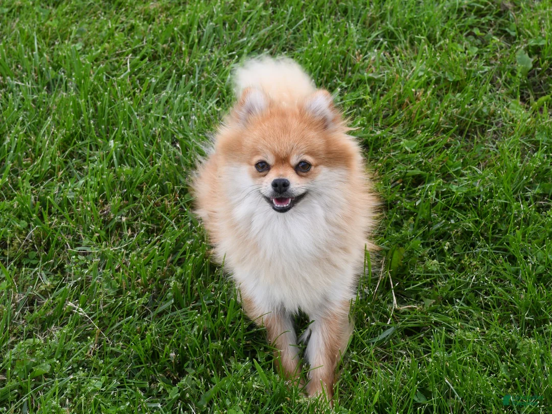 Pomeranian dogs for sale: Teddy Bear  - Ad 4