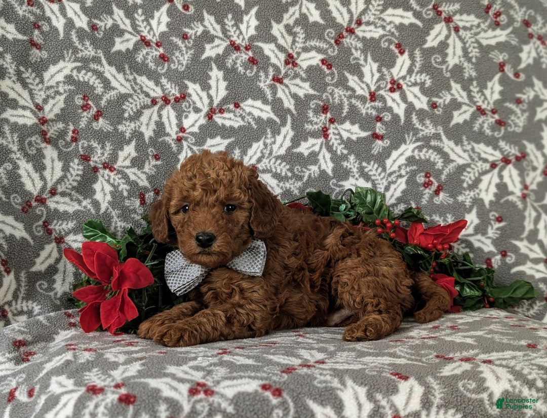 Mixed Breed dogs for sale: Brice Hypoallergenic - Ad 4