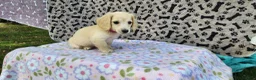 Miniature Dachshund dogs for sale: Berry - Ad 3