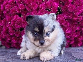 Pomeranian dogs - Ad 18