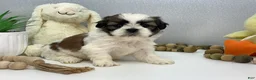 Shih Tzu dogs for sale: Jack - Ad 4