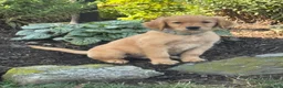 Golden Retriever dogs for sale: Keith - Ad 3