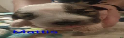 Mixed Breed dogs for sale: Mattis - Ad 7