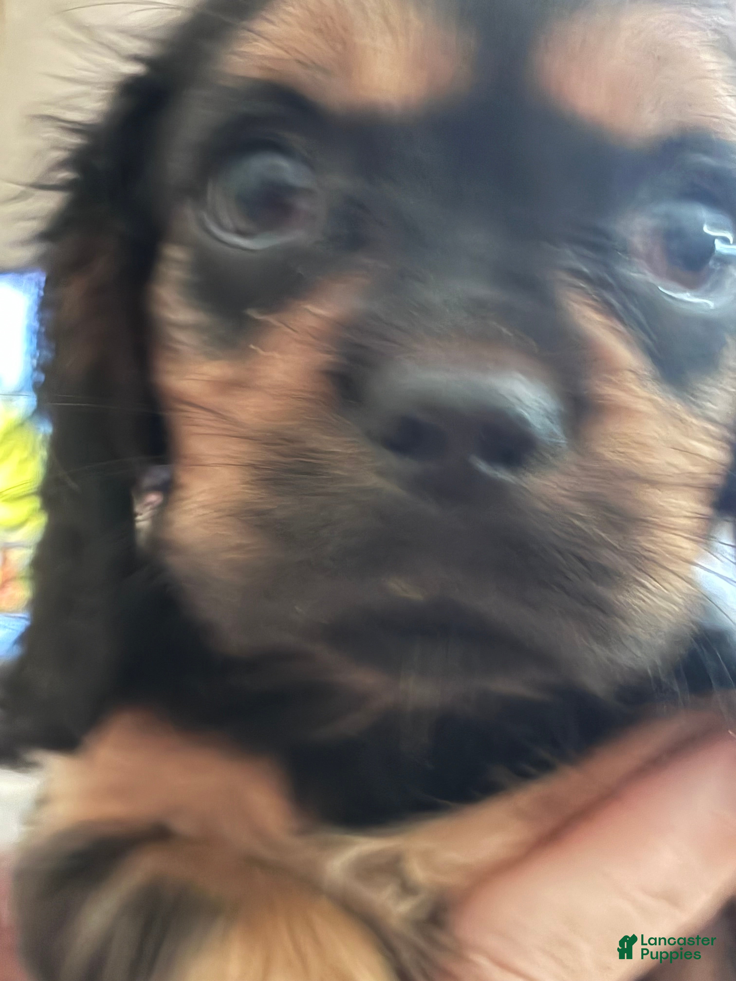 Cavalier King Charles Spaniel dogs Cavalier King Charles Spaniel Puppy 6 - Ad 1