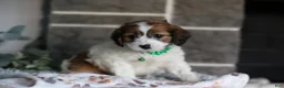 Cavapoo dogs for sale: Maggie - Ad 10
