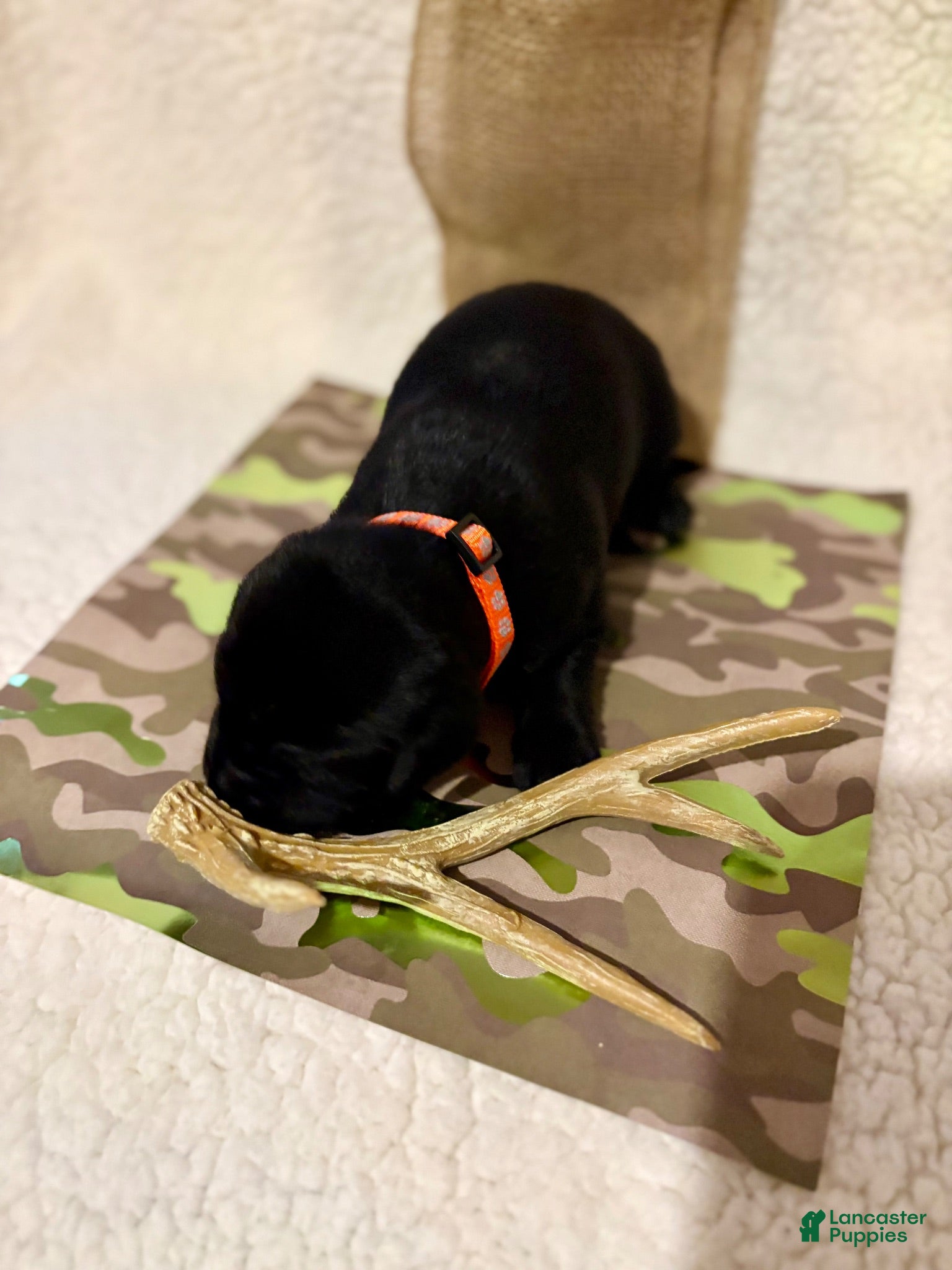 Labrador Retriever dogs Labrador Retriever black male orange collar - Ad 1