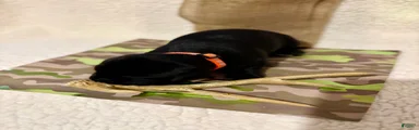 Labrador Retriever black male orange collar