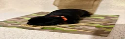Labrador Retriever dogs for sale: Labrador Retriever black male orange collar - Ad 1