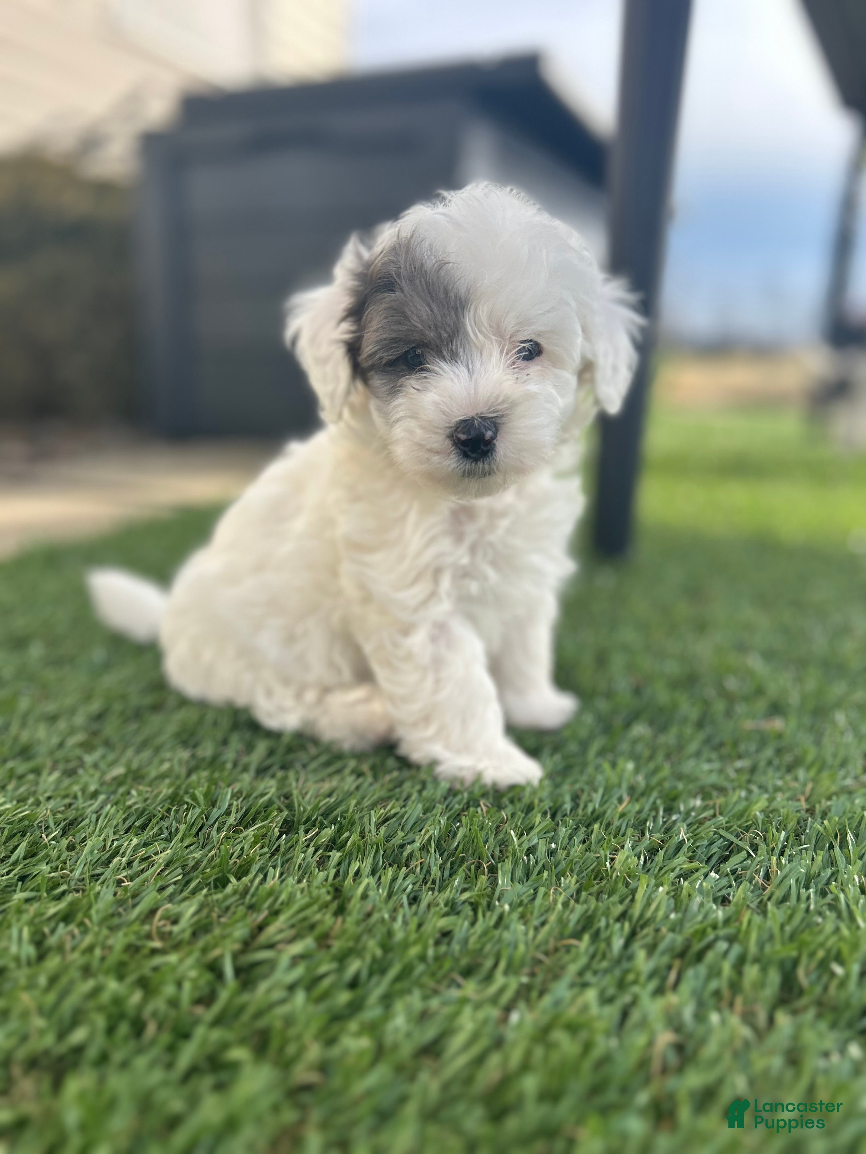 Mixed Breed dogs Scout - Ad 1