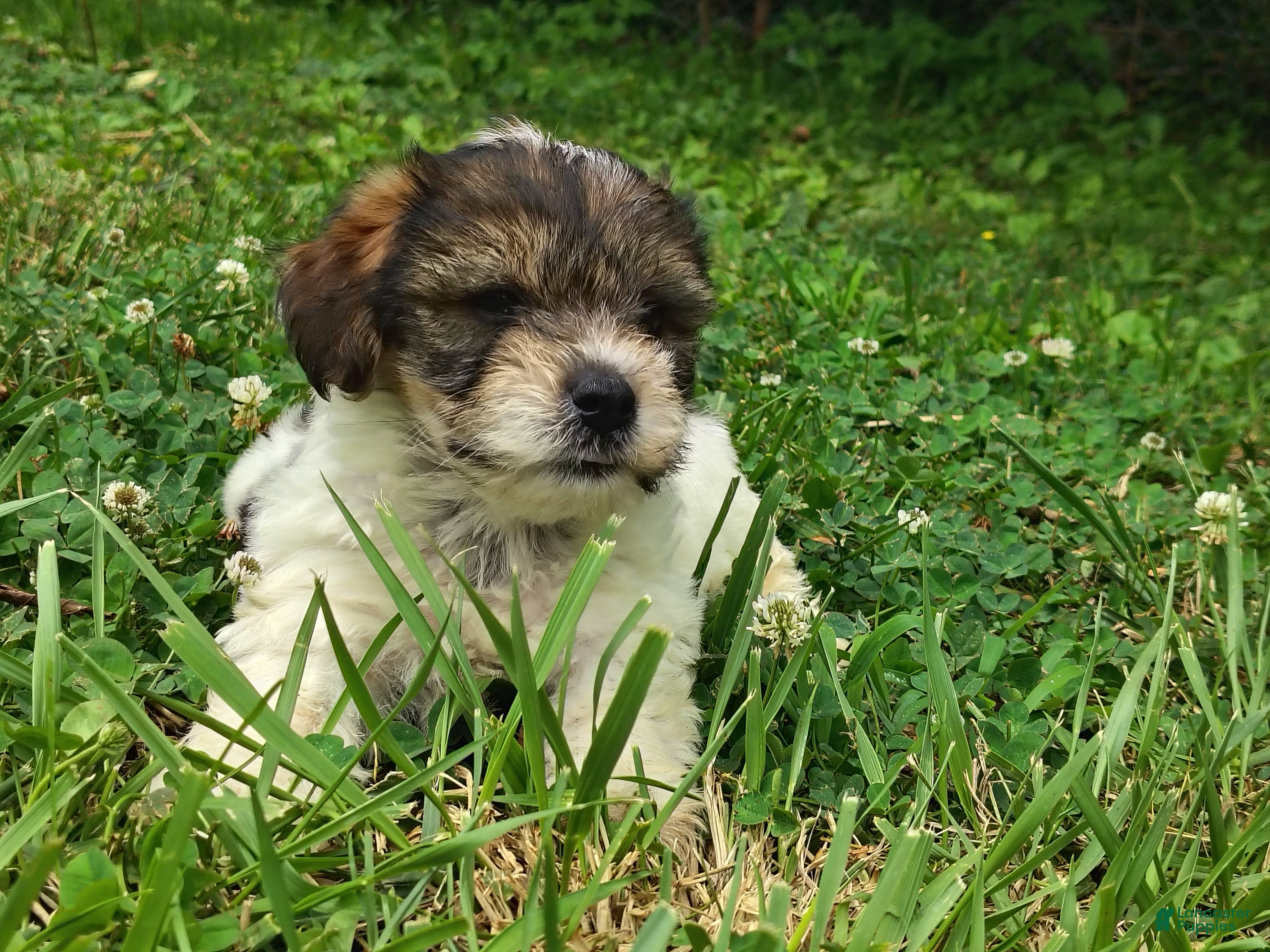 Yorkshire Terrier dogs Rosie - Ad 33