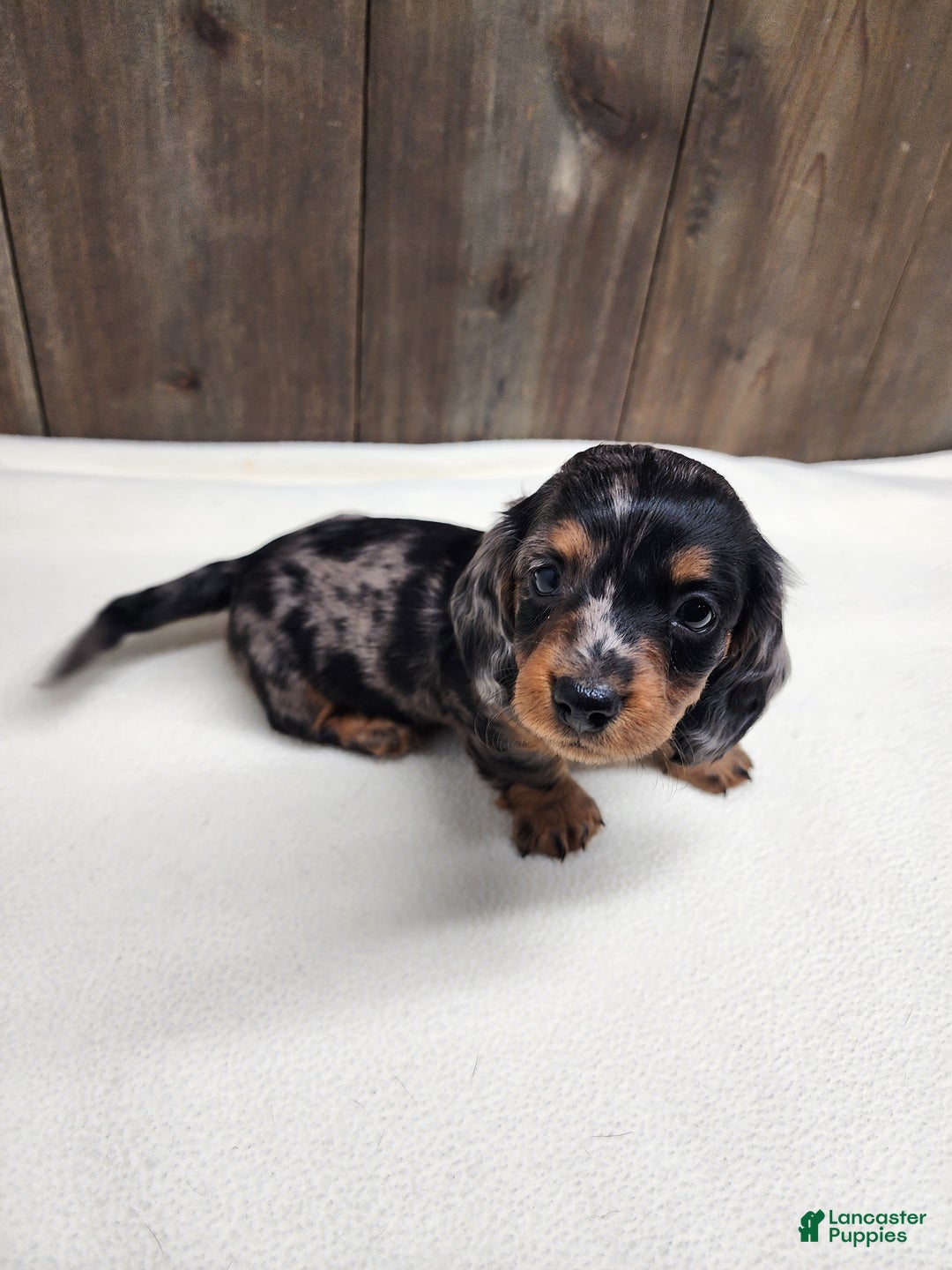 Miniature Dachshund dogs for sale: Miniature Dachshund Puppy 2 - Ad 9