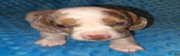 Dachshund dogs for sale: Dachshund 1 - Ad 3
