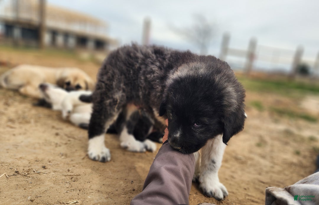 Anatolian Shepherd dogs for sale: Zena 2025 M1 - Ad 8