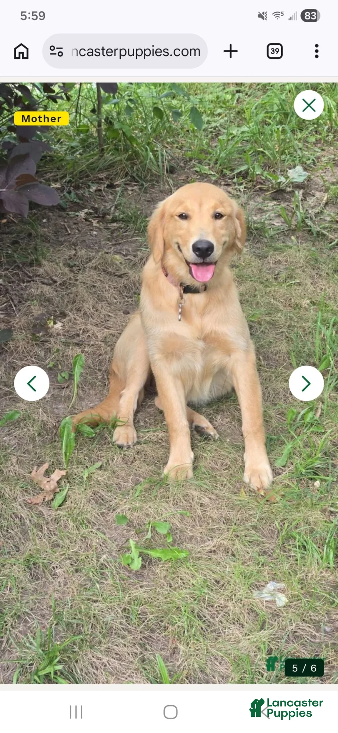 Goberian dogs for sale: Luna - Ad 2