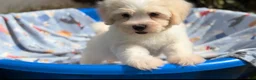 Shorkie dogs for sale: Shorkie Puppy 1 - Ad 5