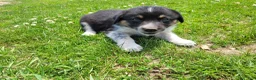 Mixed Breed dogs for sale: Linda  - Ad 3