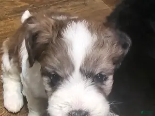 Mixed Breed dogs El girl - Ad 35