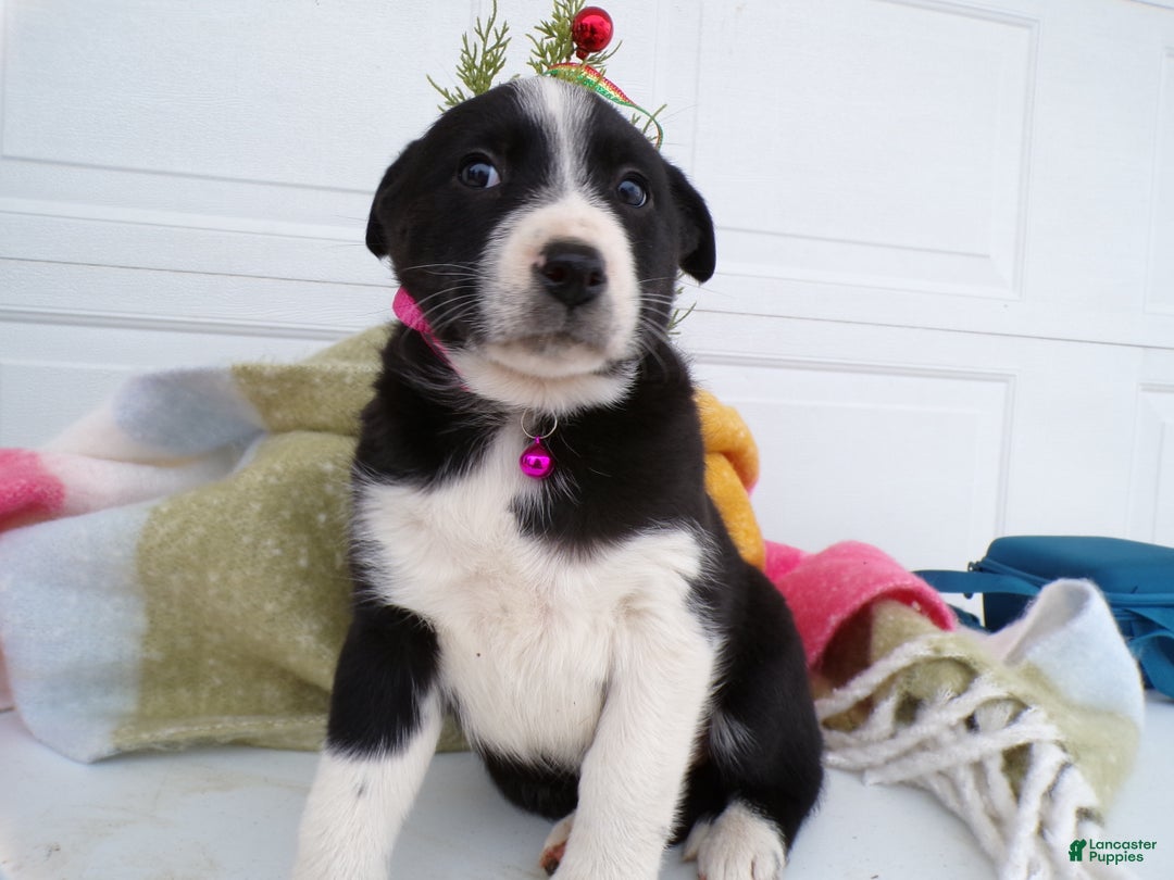 Border Collie dogs for sale: Border Collie Puppy 3 Dixie - Ad 2