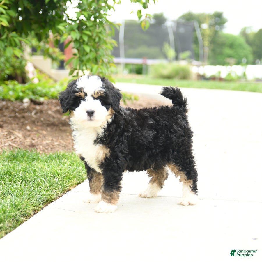 Bernedoodle dogs Bailey - Ad 1