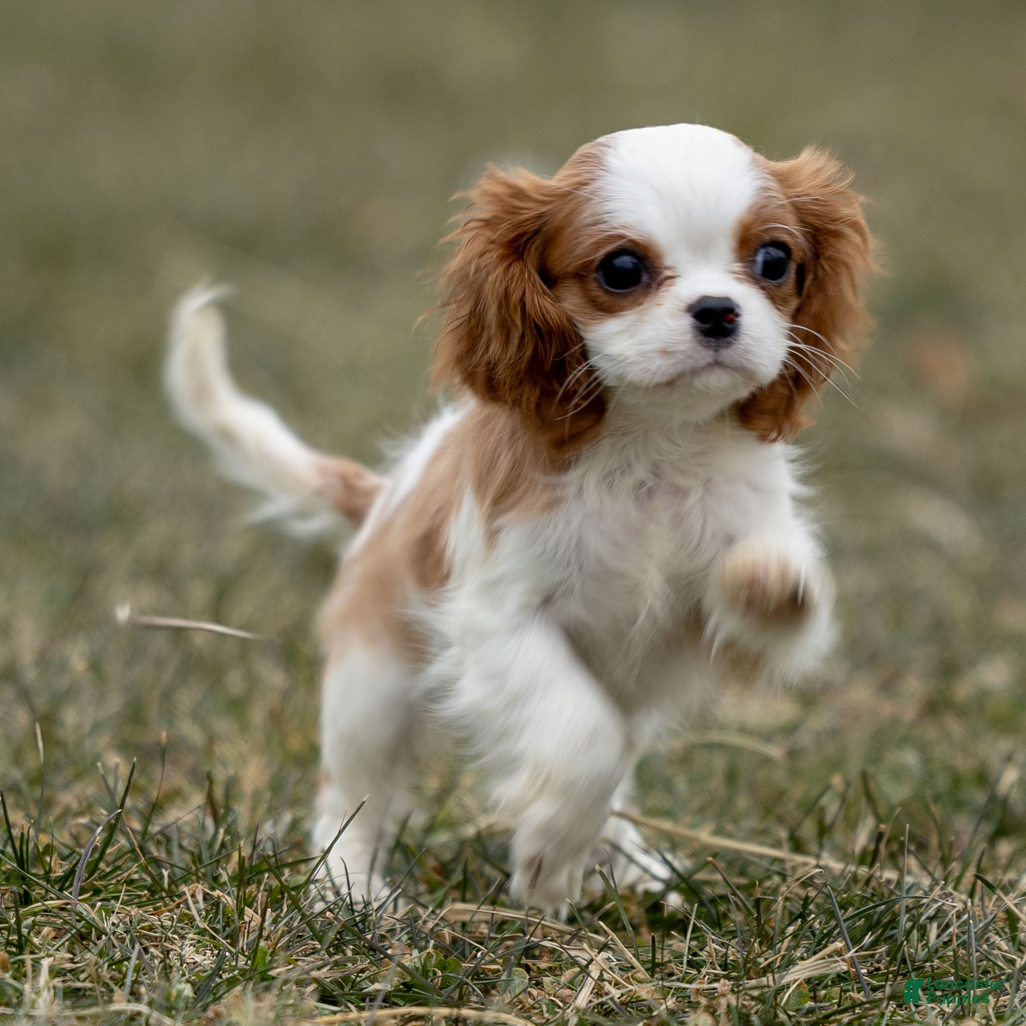 Cavalier King Charles Spaniel dogs Zoey - Ad 32
