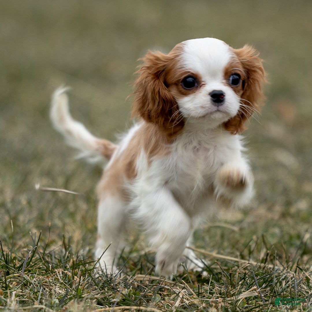 Cavalier King Charles Spaniel dogs for sale: Zoey - Ad 1